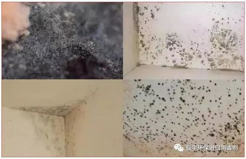 食品加工厂如何有效预防霉菌污染 净化车间与消毒剂的选择与应用指南